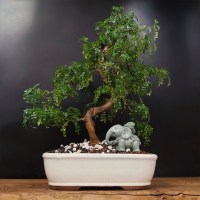 Бонсай Зантоксилум «Веер в руке» 50 см